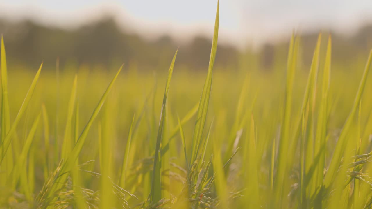 稻田里有风的概念。它是有益于健康的蔬菜。4 k决议。视频下载