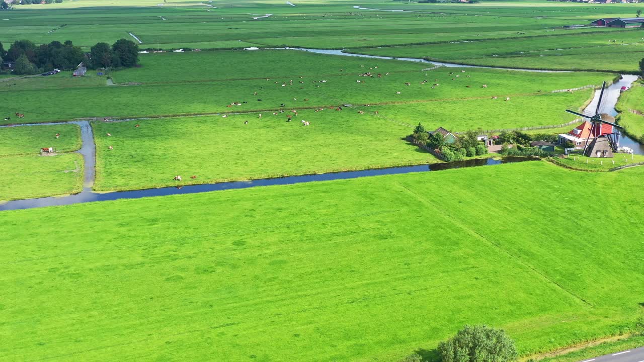 传统的荷兰景观与风车和奶牛在早上视频下载