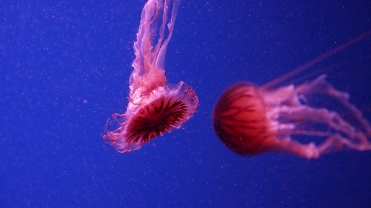 在水族馆里游泳的发光水母视频素材