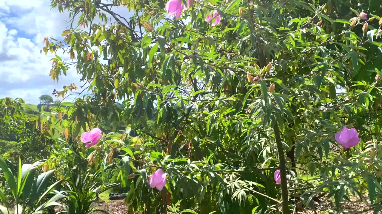 蓝色天空下的粉色花树视频素材