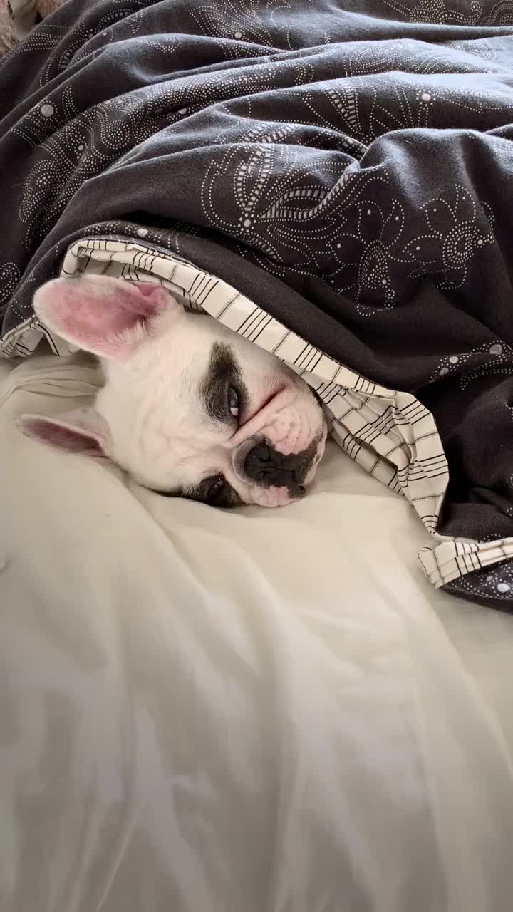 一只法国斗牛犬，睡在床上，盖着又大又舒服的羽绒被视频下载