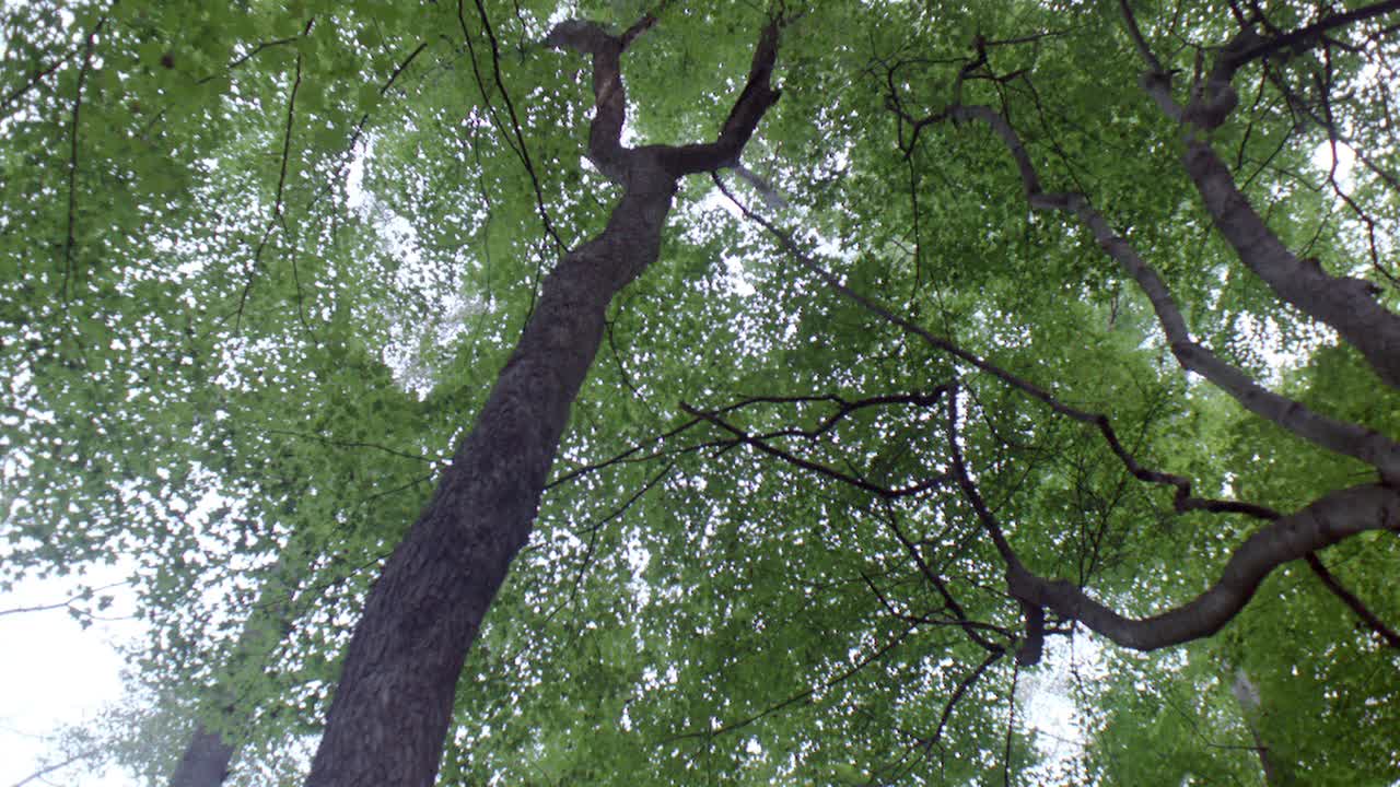 树林或森林中树木向上的角度。相机从左到右稍微平移。视频下载