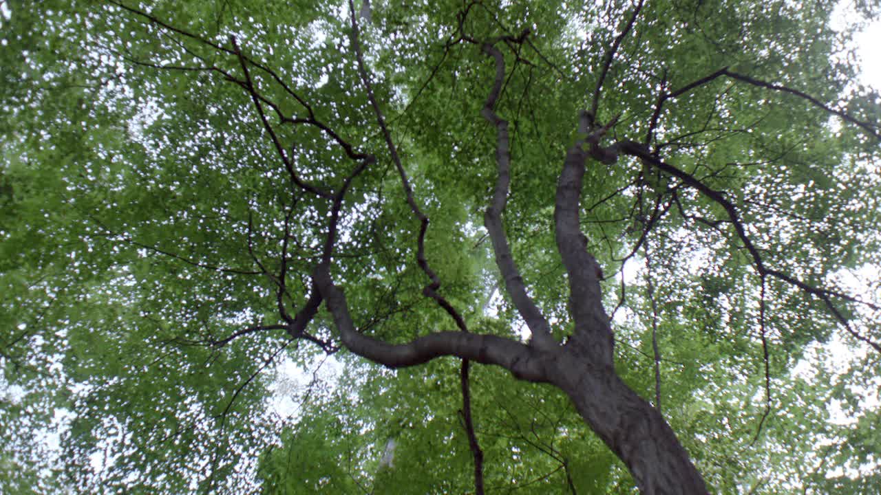 树林或森林中树木向上的角度。相机从左到右稍微平移。视频素材