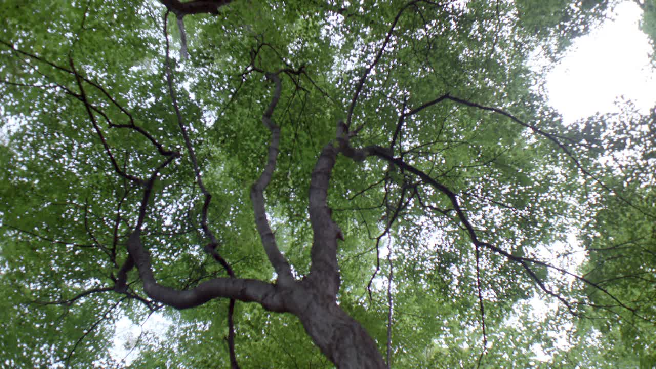 树林或森林中树木向上的角度。相机从右到左稍微平移。视频素材