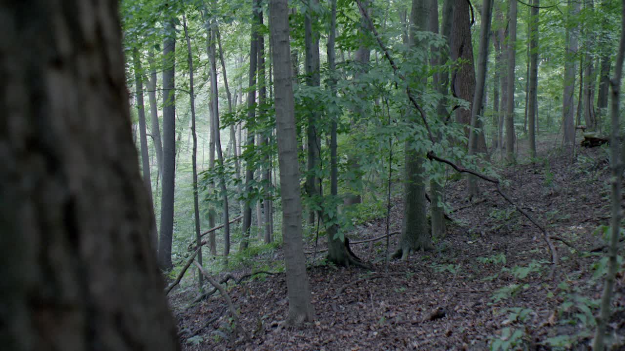 Pan从左到右在树林或森林里的树木。视频素材