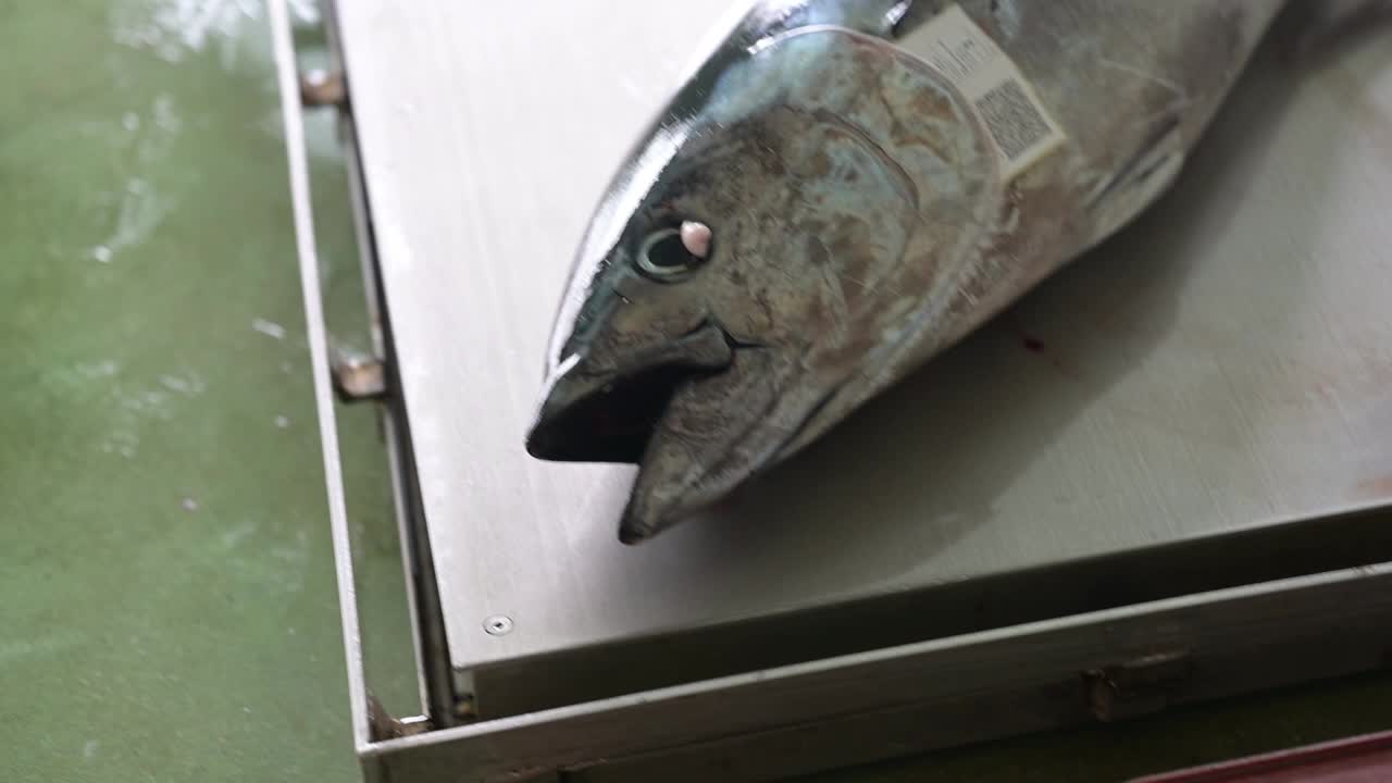 西班牙塔里法港刚捕到的金枪鱼。它正在被称量出售。视频下载