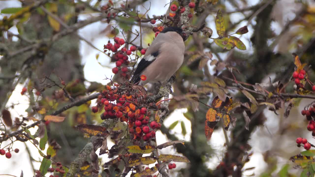 白俄罗斯的红腹灰雀在秋天吃罗旺莓视频素材