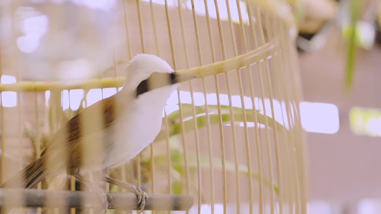 近距离观看4K的美丽的本地稀有鸟类，它们被放在木制的笼子里作为异国情调的宠物饲养。亚洲人在农村把鸟作为动物朋友和爱好饲养，因为它会唱歌。视频素材