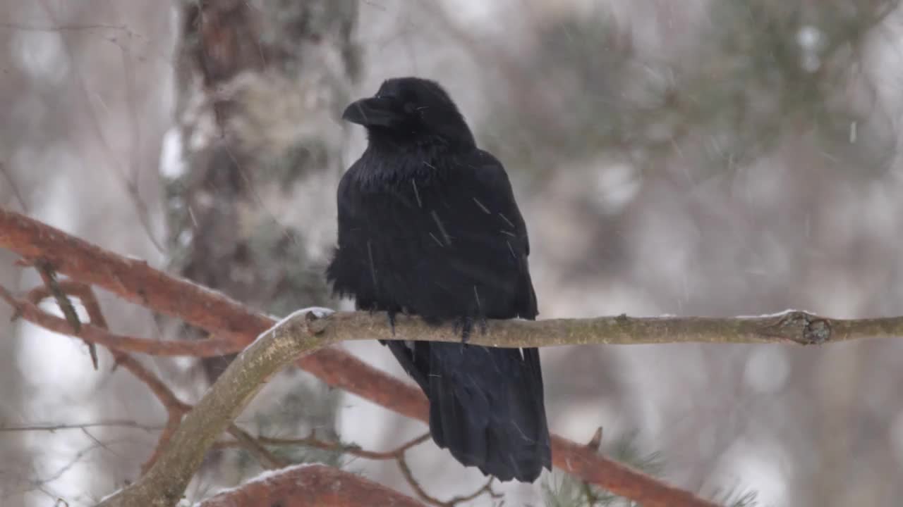 白俄罗斯，冬天松树林中的普通乌鸦视频下载