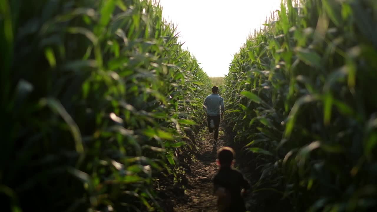 父亲和儿子在玉米地里视频下载