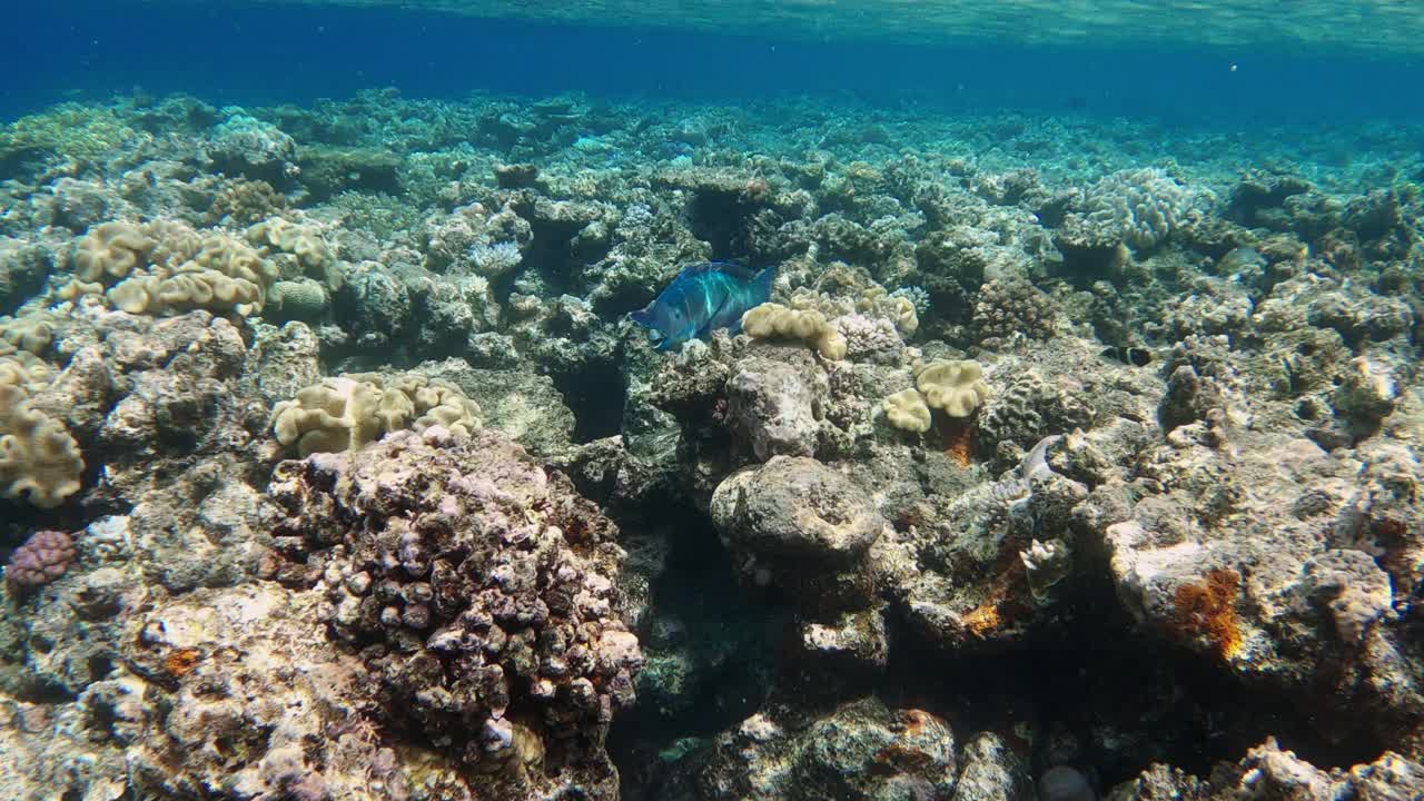 大堡礁的珊瑚白化视频素材