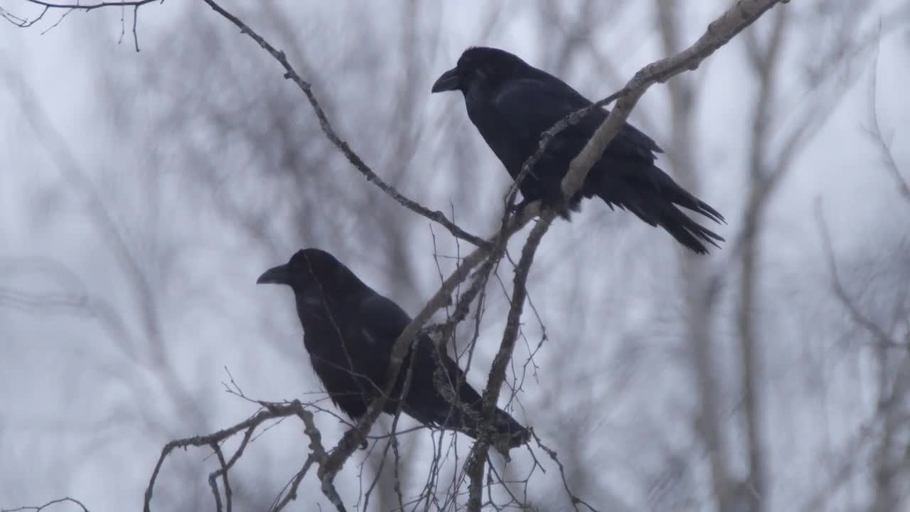 白俄罗斯，冬天松树林中的普通乌鸦视频下载
