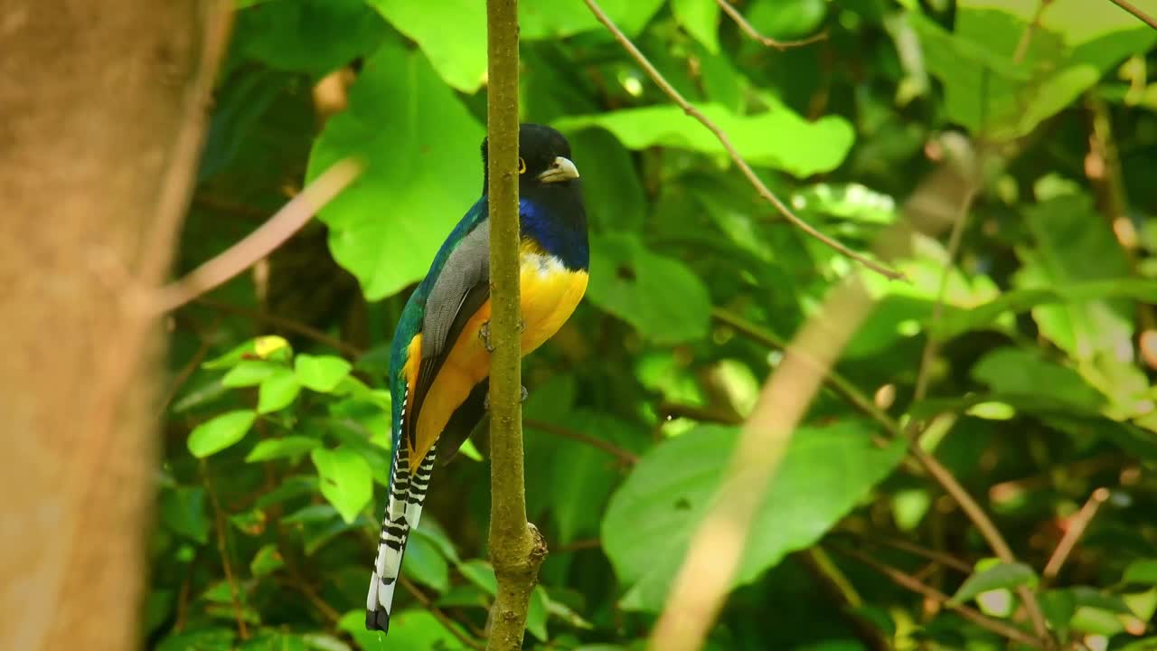 吊带鸟-吊带鸟也北方紫罗兰科吊带鸟，黄色和深蓝色，绿色的雀形目鸟，栖息在墨西哥，中美洲，哥伦比亚，厄瓜多尔，委内瑞拉的森林里。视频下载