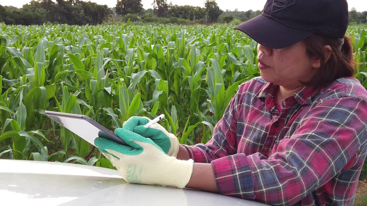 玉米地里的女农业研究员视频素材