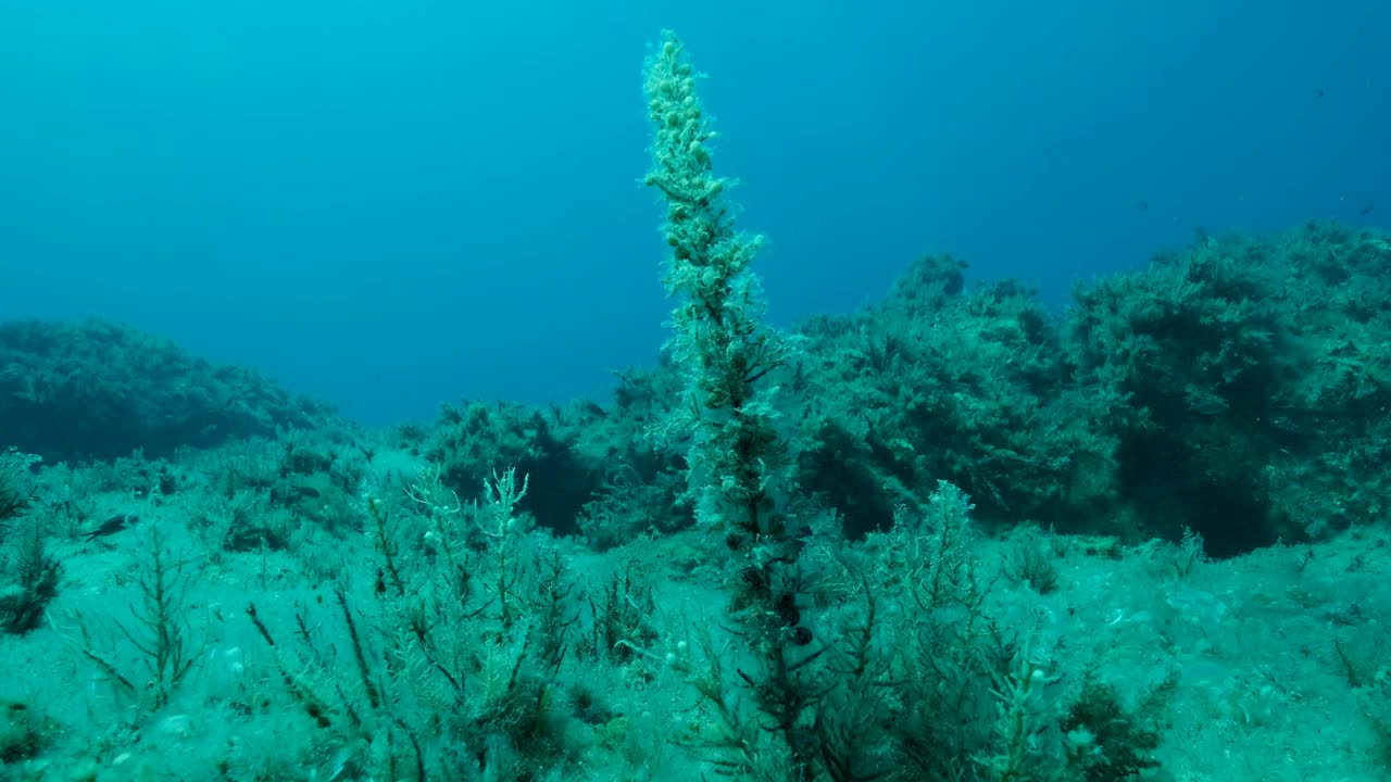 缓慢的运动。褐藻海藻。自然背景。地中海、塞浦路斯视频素材