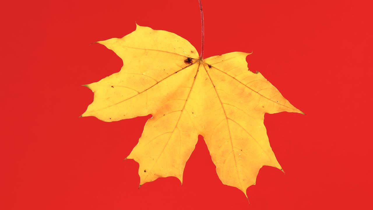 黄色的秋叶在红色的背景上视频下载