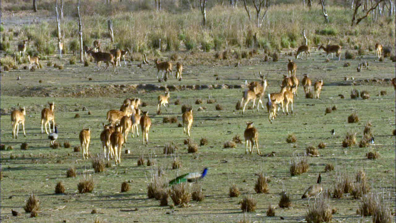 一群斑鹿行走在开阔的森林区域视频下载
