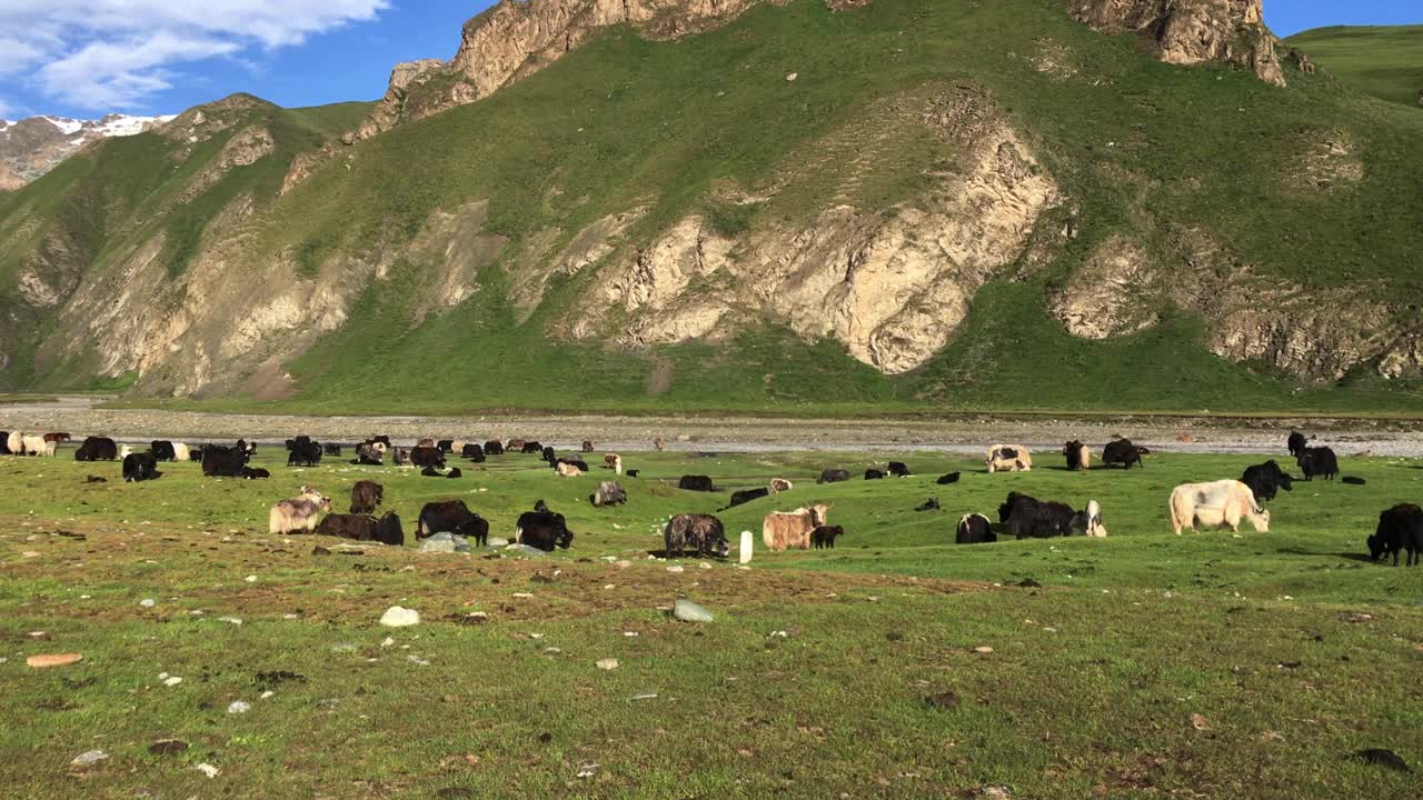 草原上成群的动物——牦牛视频素材
