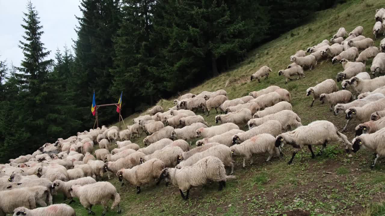 一群绵羊在山上草地上吃草视频素材