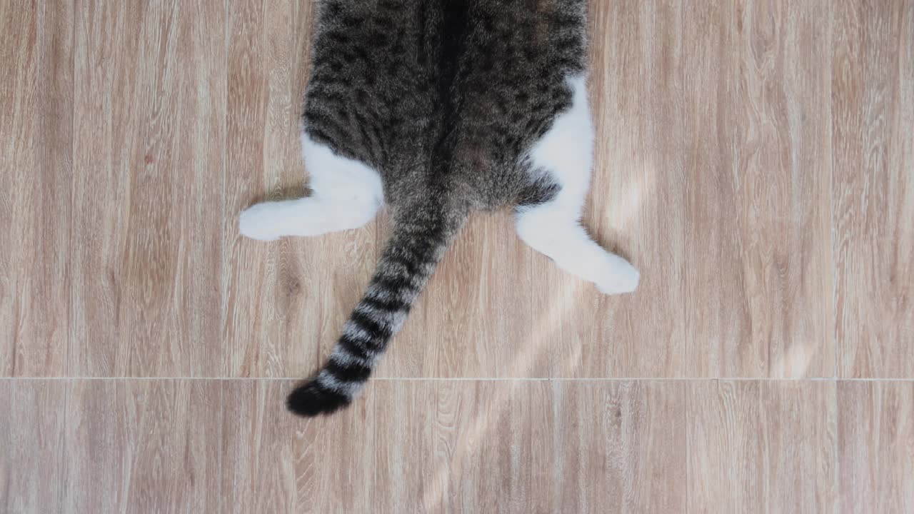 4K视频俯视图滑稽的镜头家猫摇尾巴摇尾巴在放松睡眠时间在地板上在家里。与复制空间。视频下载