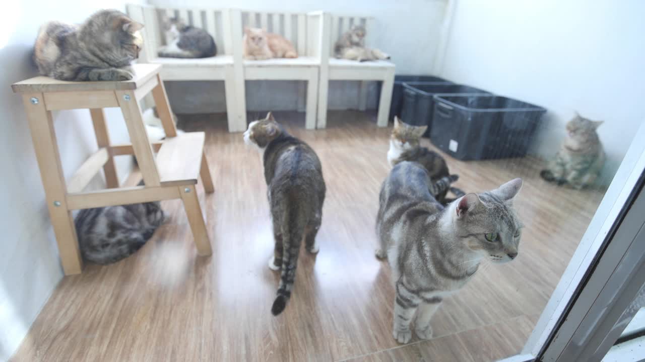 4K画面组的家猫可爱的小猫咪好奇地看着主人。在猫收养中心等主人。有复制空间的选择性聚焦。视频下载
