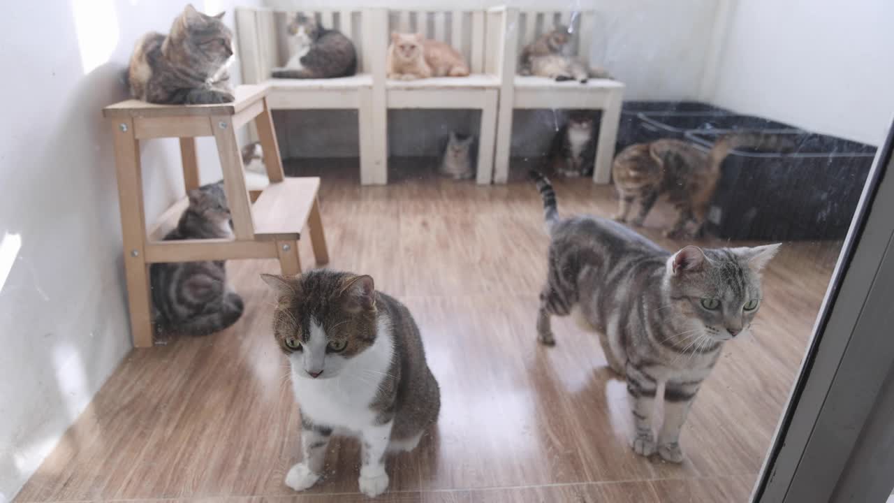 4K画面组的家猫可爱的小猫咪好奇地看着主人。在猫收养中心等主人。有复制空间的选择性聚焦。视频下载