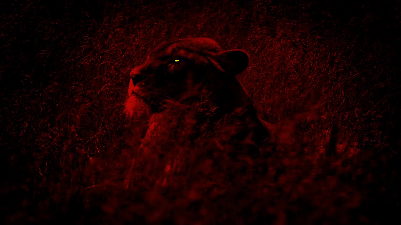 母狮子用发光的眼睛向上看视频素材