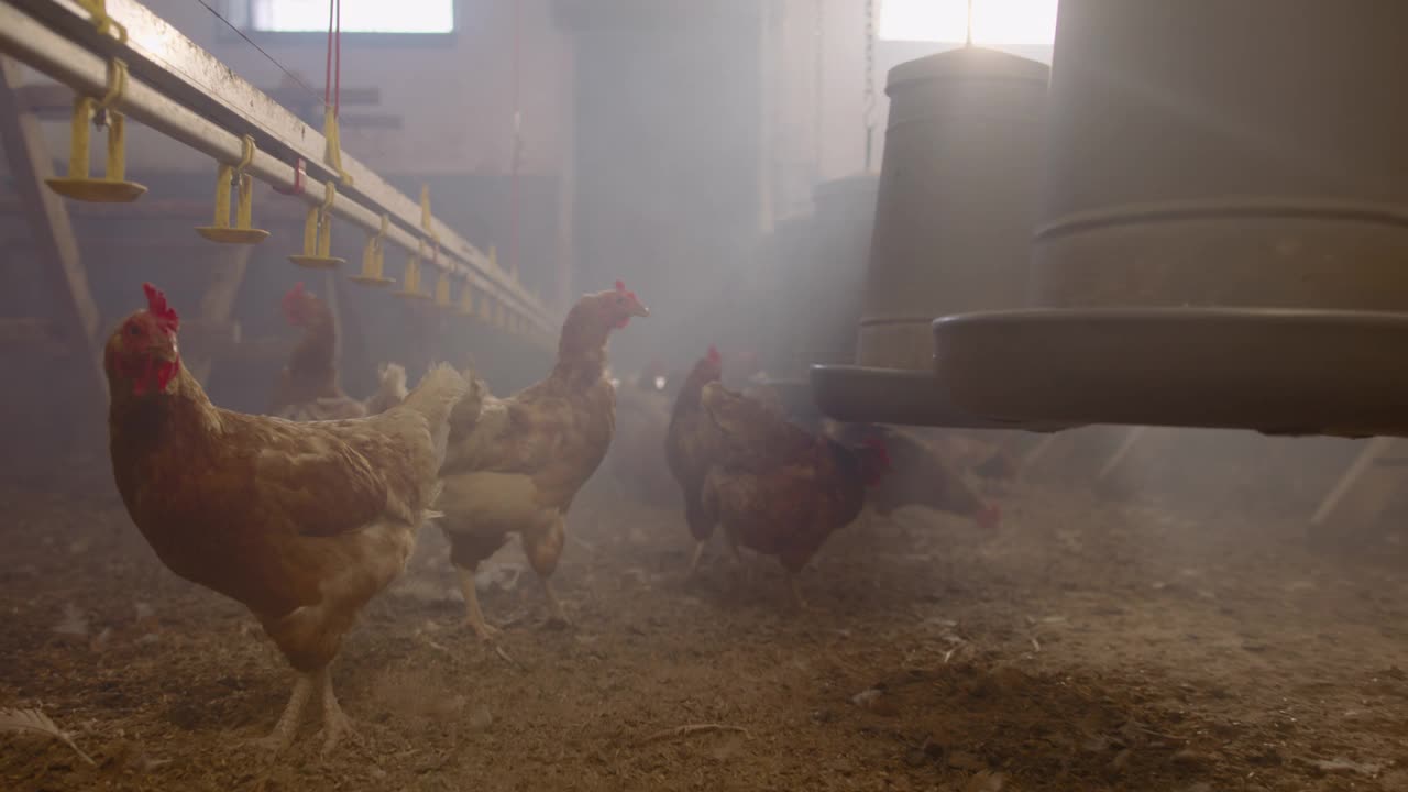 鸡在养鸡场里游荡视频素材