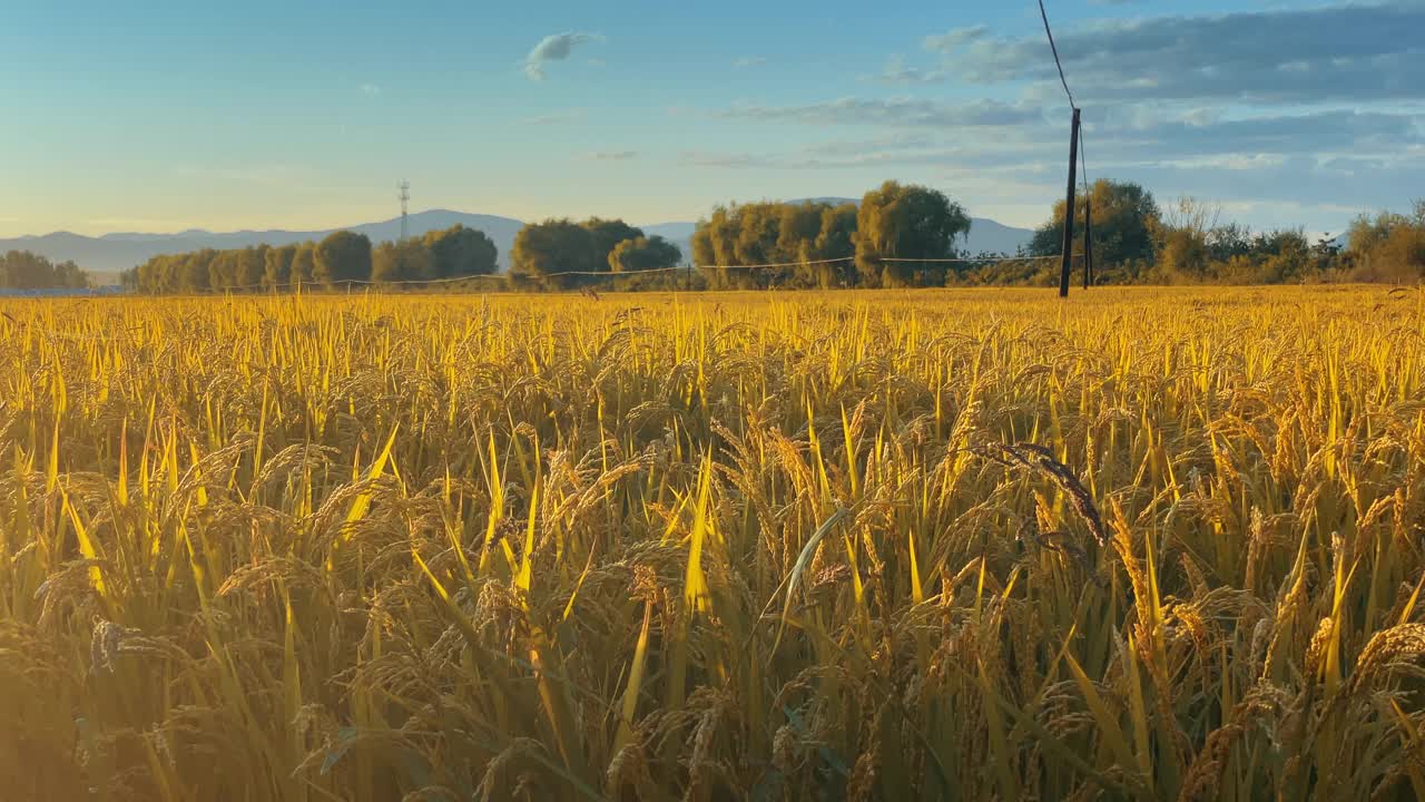 稻田和日落。农业领域视频下载