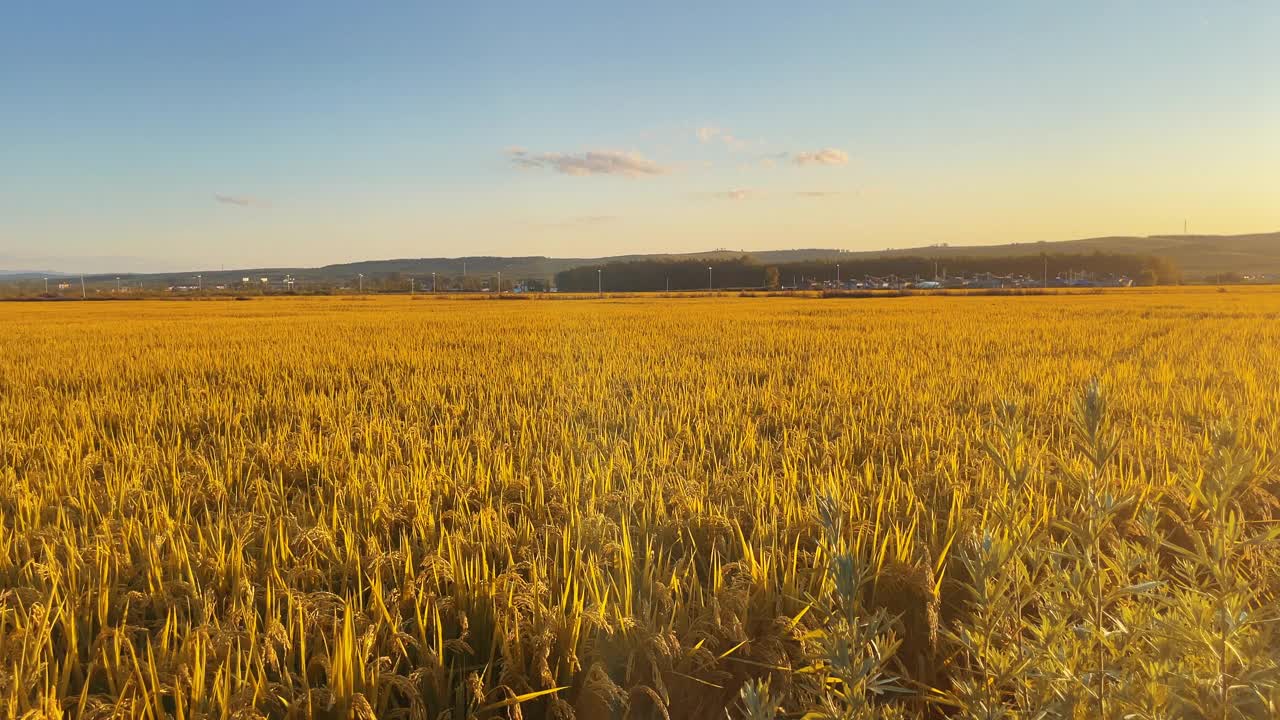稻田和日落。农业领域视频下载