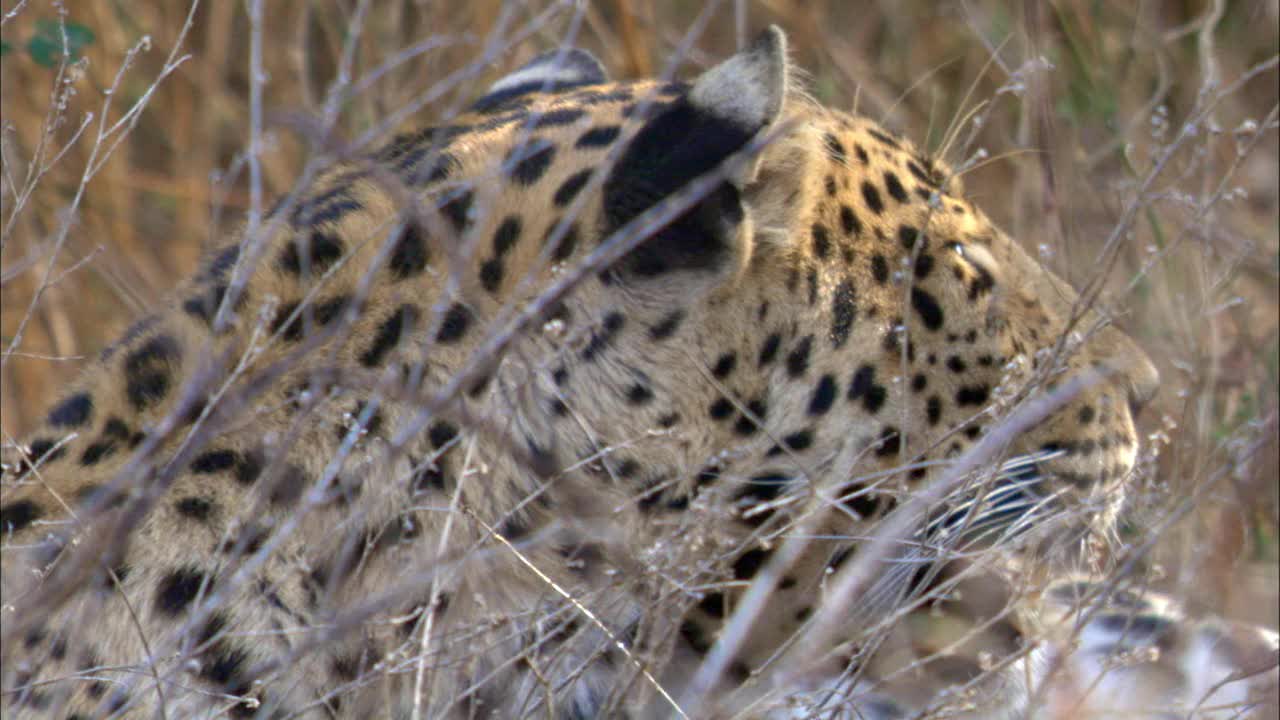 美洲豹在灌木丛中休息，看向别处的特写镜头视频素材