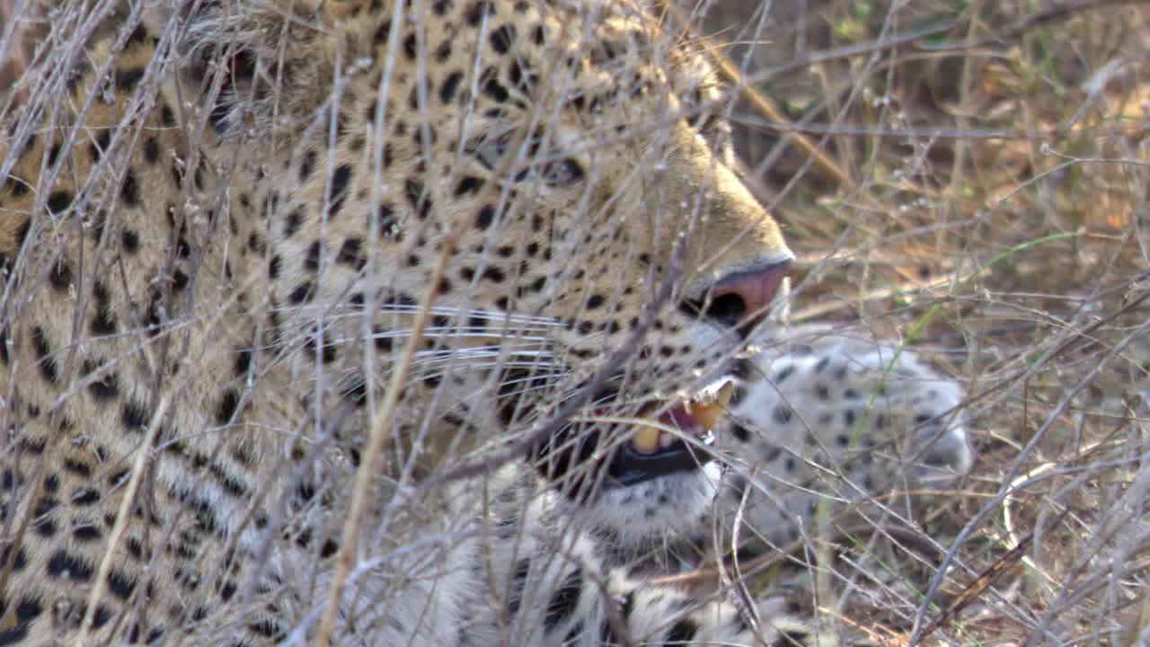 豹在灌木丛中休息的特写镜头视频素材
