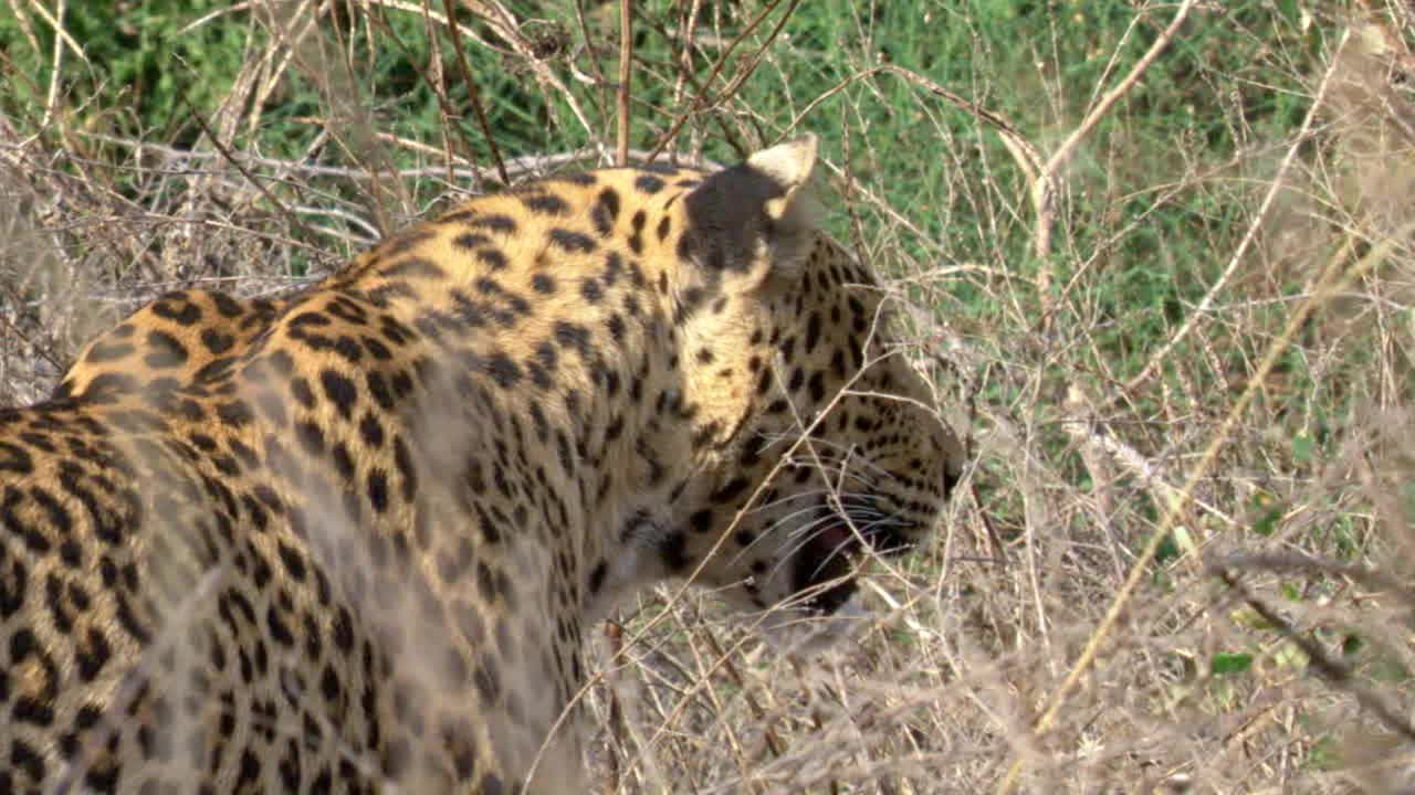 豹子警觉，穿过灌木丛-中景视频素材