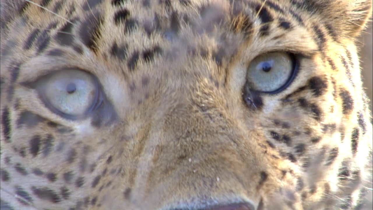 豹子向相机看的特写镜头视频素材