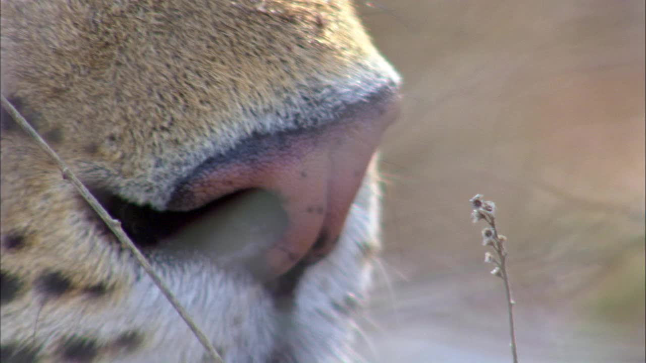 豹鼻子的极端特写镜头视频素材