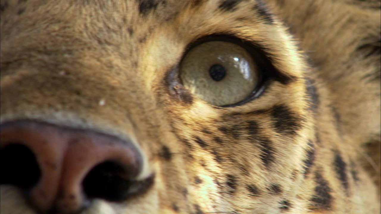 豹眼的特写镜头视频素材