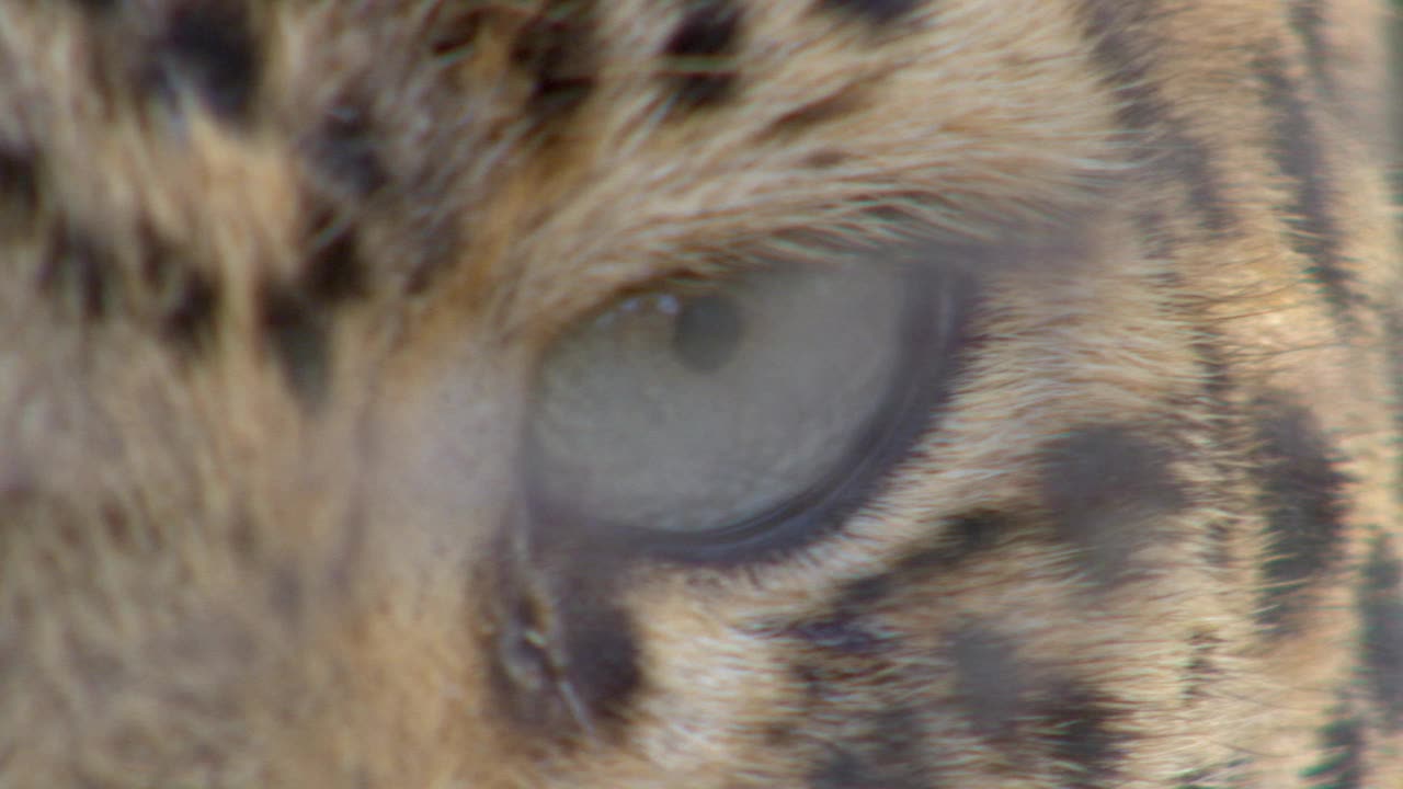 豹眼的极端特写镜头视频下载