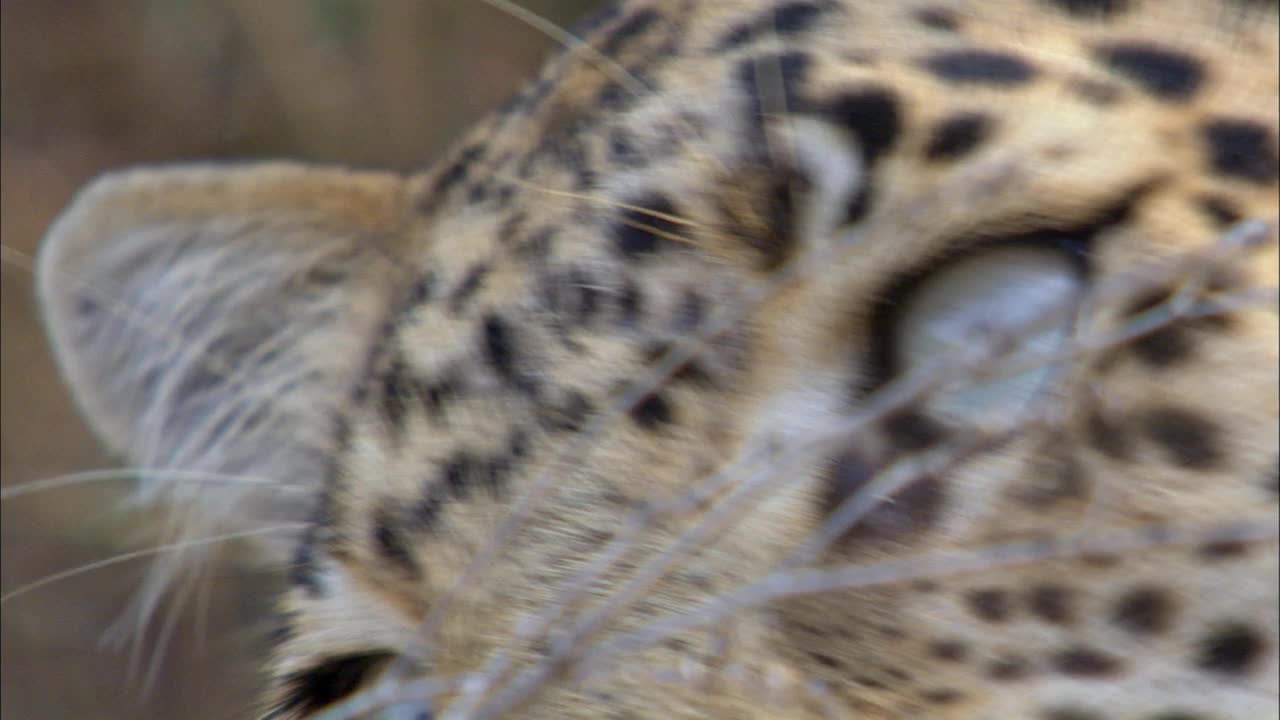豹眼的极端特写镜头视频素材