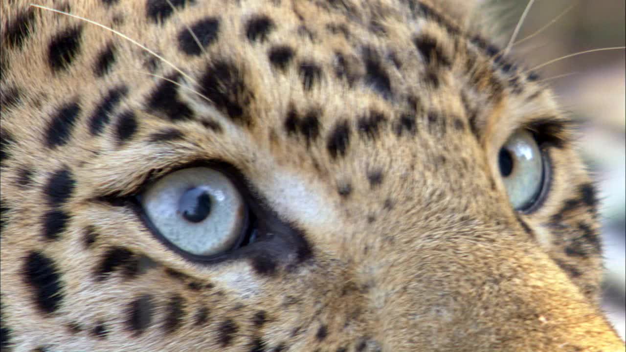 豹的眼睛和牙齿的极端特写镜头视频下载