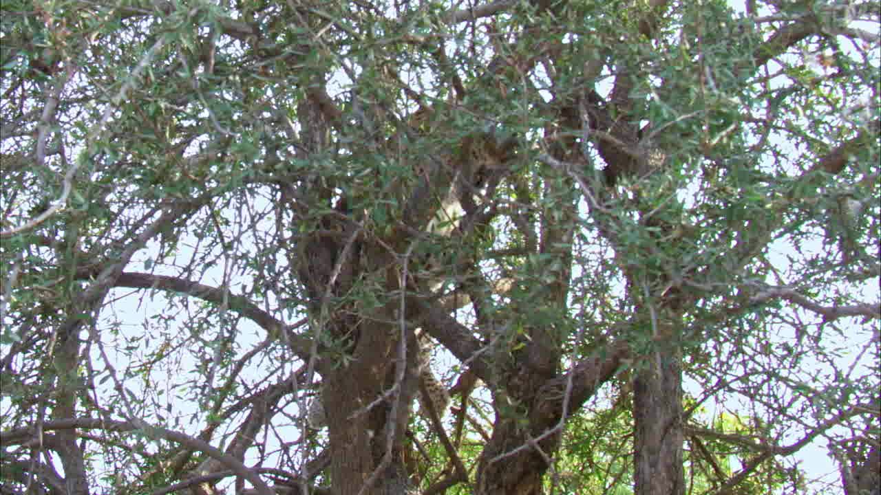 低角度看豹坐在树枝上视频素材