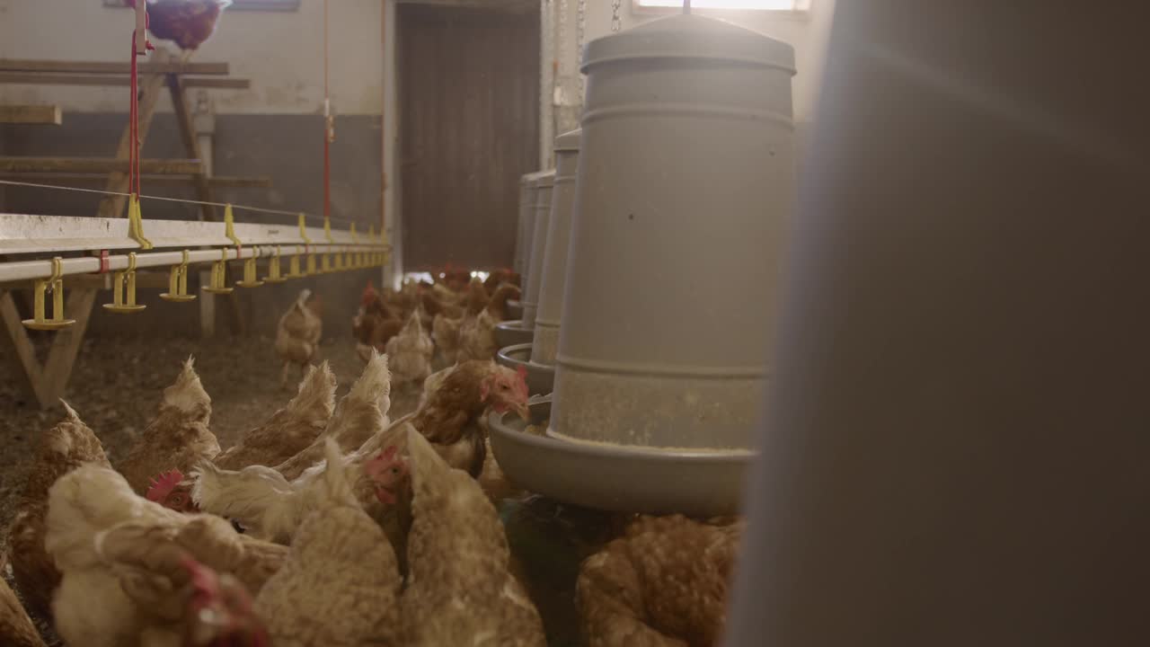 养鸡场里的鸡视频素材