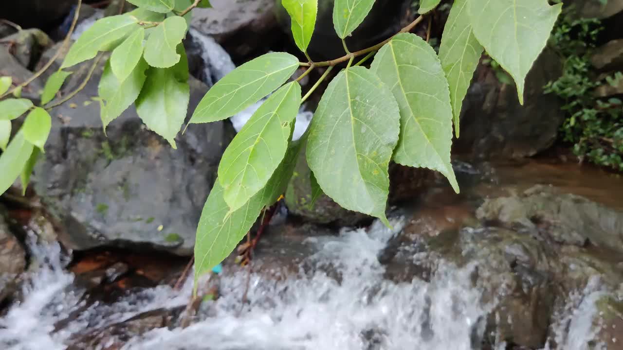 绿色植物叶子的特写镜头美丽的水通过岩石的背景下落。视频下载