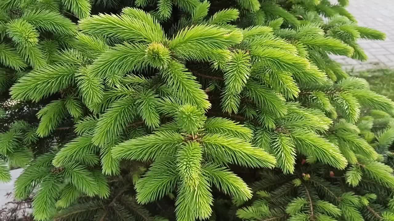 圣诞树的树枝在风中摇曳。为新的一年做准备。林业视频下载