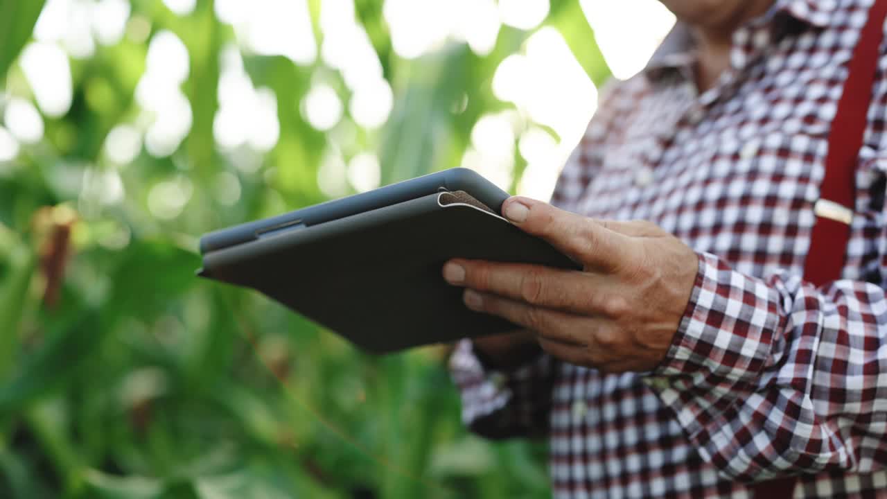 农民在玉米地里使用数码平板电脑。背景是玉米。概念现代技术在农业种植活动中的应用视频素材