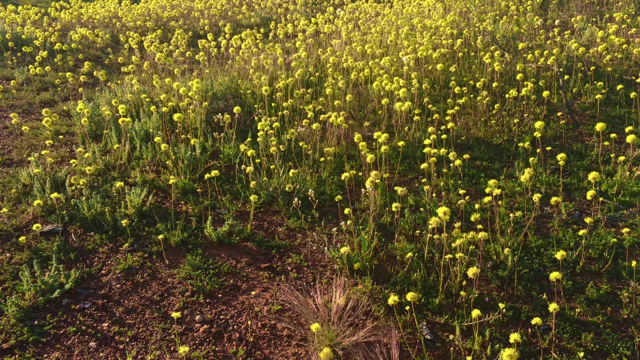 鸟瞰图黄色的野花盛开对欧文河西澳大利亚视频下载