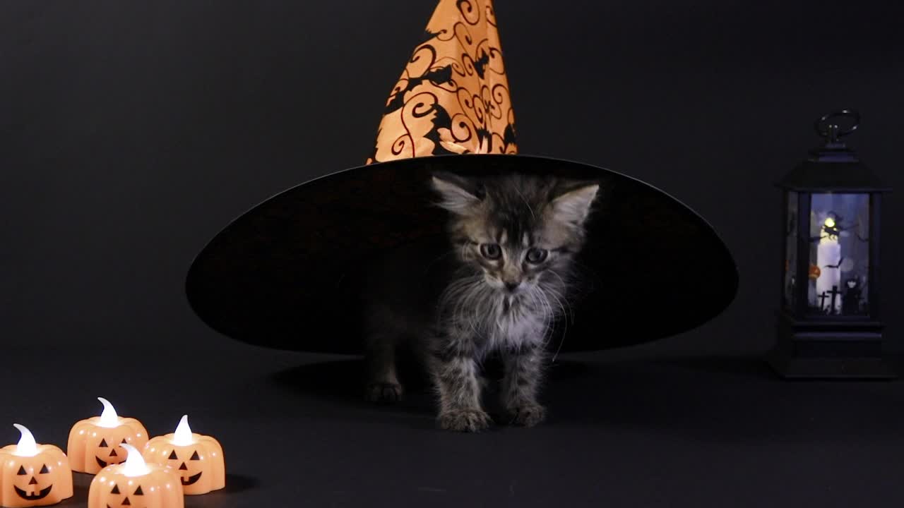 一只万圣节的女巫猫藏在橙色的帽子下。视频素材