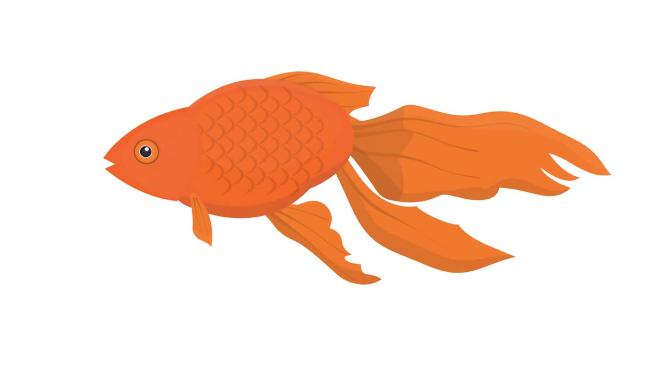 金鱼。一条美丽的鱼的动画。卡通视频下载