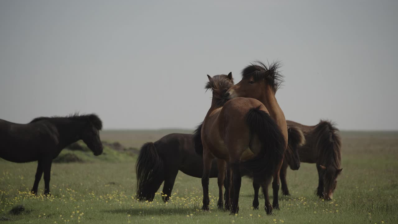 冰岛，田野里的一群马视频下载