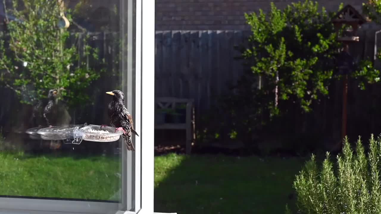 慢镜头欧椋鸟飞向和从窗口喂食器进食视频下载