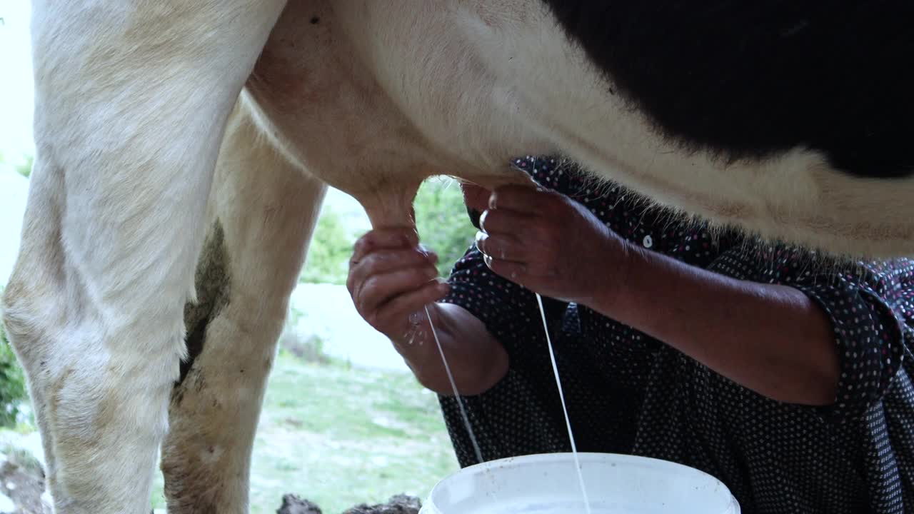 神奇的奶牛。奶牛,牛奶的概念视频素材